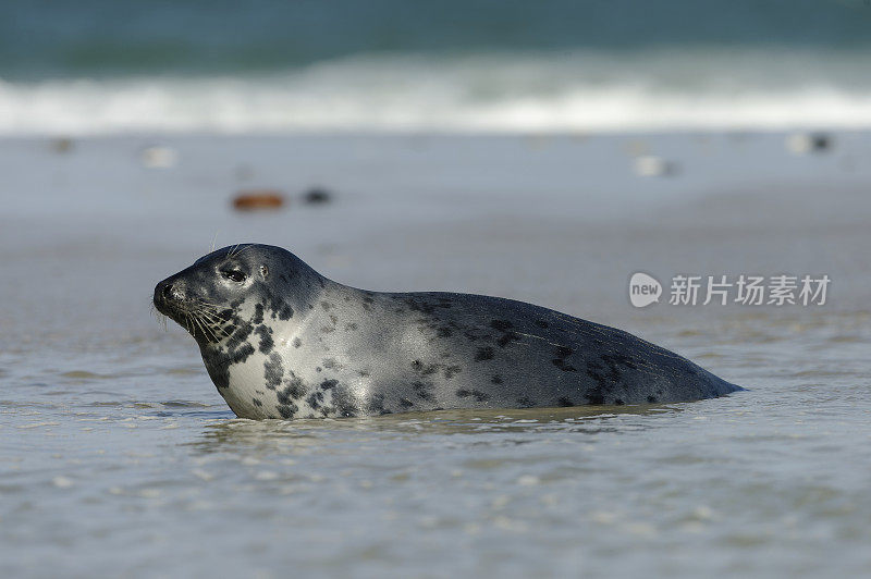 灰海豹（Halichoerus grypus）